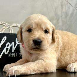 London - Light golden female Golden Retriever puppy in Doniphan, Missouri from Stockford’s Golden Retrievers