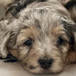 Maltipoo Puppies from Susan's Poodles Plus