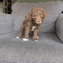 Briar - Chocolate female Goldendoodle puppy in Prattville, Alabama from Jericho Junction Doodles and Poodles