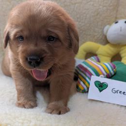 Green dot - Yellow male Labrador Retriever puppy in Farmingdale, New Jersey from Familyraised Labradors