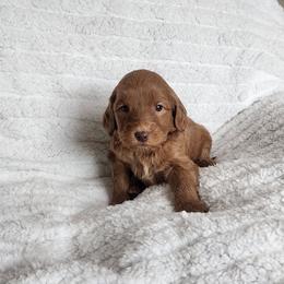 Gray - Red  male Goldendoodle puppy in Cumming, Georgia from Chattahoochee Kennels