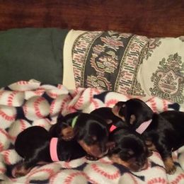 Yorkshire Terrier Puppies from Debbie's Yorkies