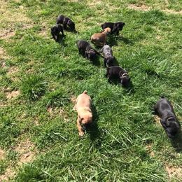 Boxer Puppies from Cross Creek Boxers