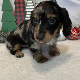 Dachshunds from TJ's Dachshunds