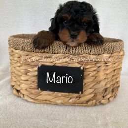 Cavapoo Puppies from Pinewood Cavapoos