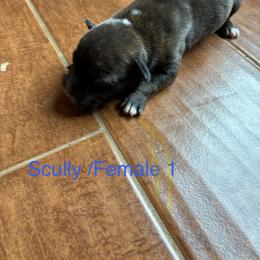 1 - Brindle and white female Staffordshire Bull Terrier puppy in Longview, Texas from PWH Farms