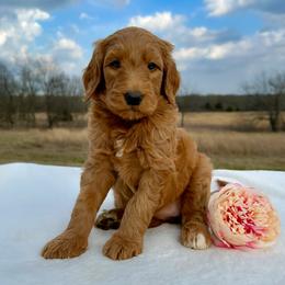 Scarlett - Red  female Goldendoodle puppy in Osage City, Kansas from Golden Ridge Goldens