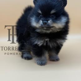 Titus - Black and tan male Pomeranian puppy in Redlands, California from Torrey Hills Poms