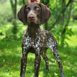 German Shorthaired Pointer puppies from High Caliber Kennel