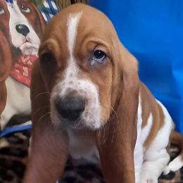 Basset Hounds from Hilliards Basset Hound Buddies