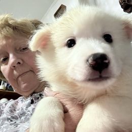 Ricky - White American Eskimo Dog puppy in Port Clinton, Pennsylvania from Angelfrost American Eskimo puppies