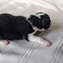 Border Collie Puppies from Sarah M Kwilinski