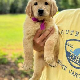 Golden Retriever Female- Purple - Golden female Golden Retriever puppy in Piedmont, South Carolina from The Farm at Saluda Ridge