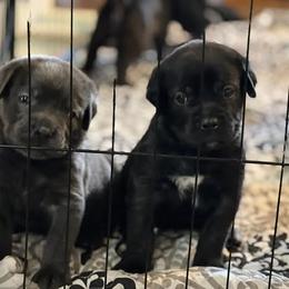 Cane Corso Puppies from Nuovo Inizi Kennels