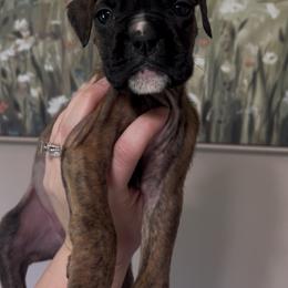 Xena - Brindle female Boxer puppy in Henderson, Tennessee from Vom Broadvalley