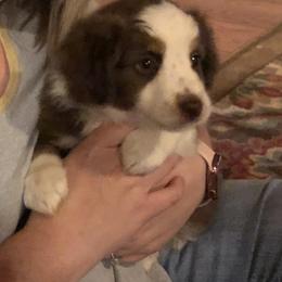 Miniature Australian Shepherd Puppies from Copper Line Aussies