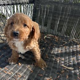Willy - Red male Cavapoo puppy in Mint Hill, North Carolina from DoodleForever