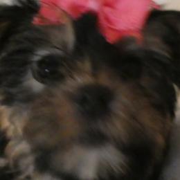 Morkies and Yorkshire Terriers from JoAnne Bergeron