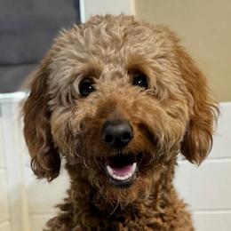 Luna - Double Doodle