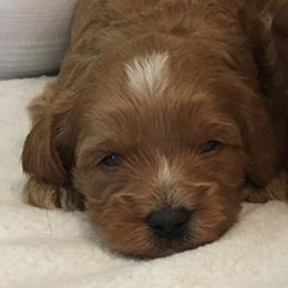 Male 1 - Red  male Goldendoodle puppy in Fredericksburg, Ohio from Timshell Farm Specialty Crossbreed Puppies