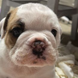 Boy 1 - Bulldog puppy in Demorest, Georgia from The Georgia Bully Bunch