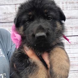 Pink - Black and tan female German Shepherd puppy in Gustavus, Ohio from Cross Kreek Kennels