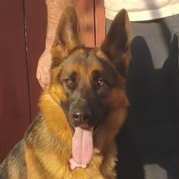 German Shepherd and Golden Retriever Puppies from Abbeys Golden Retriever  and German Shepherd Puppies