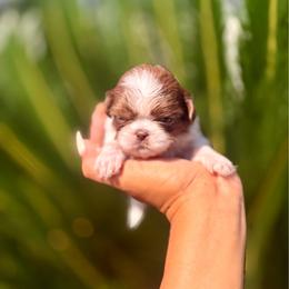 Boy1 - Red and white male Shih Tzu puppy in Covina, California from Shih_doodle_Co