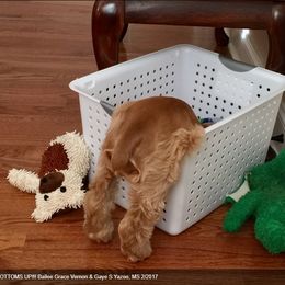 Cocker Spaniel Puppies from Chloe's Cocker Spaniels