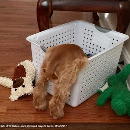 Cocker Spaniel Puppies from Chloe's Cocker Spaniels