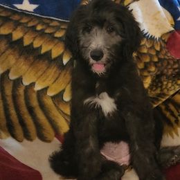 Goldendoodle Puppies from Country Pups Doodles