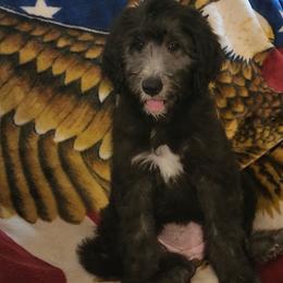 Goldendoodle Puppies from Country Pups Doodles