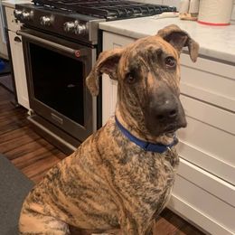Great Dane Puppies from Dynamic Danes