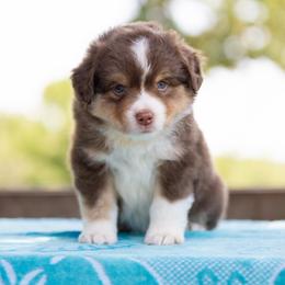 Rio - Red tri-color male Miniature American Shepherd puppy in Groesbeck, Texas from Empire Miniature American Shepherds