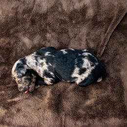 Birdie merle boy - Merle male Goldendoodle puppy in Lafayette, Alabama from Sweethaven Kennels