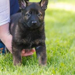 German Shepherd Puppies from Faoladh German Shepherds