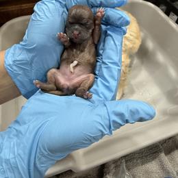 Shih Tzu Puppies from Borderland's Kennel