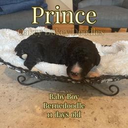 - Bernedoodle puppy in Nebraska from Oakey Dokey Doodles