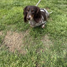 Maggie - Dachshund