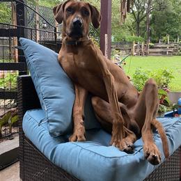 Rhodesian Ridgeback All Grown Up from RR Ridgebacks