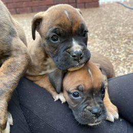 Boxers from B and B Canine Crew