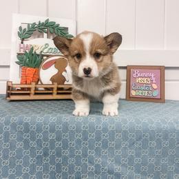Niko - Sable male Pembroke Welsh Corgi puppy in Oak City, Utah from Shells’ Corgis