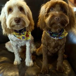 Green collar St Nick - Red male Australian Labradoodle puppy in Fontana, California from Grammy's Puppy Love doodles and poodles