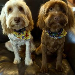 Green collar St Nick - Red male Australian Labradoodle puppy in Fontana, California from Grammy's Puppy Love doodles and poodles