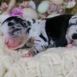 Orbit - Blue merle male Miniature Australian Shepherd puppy in Melbourne, Florida from True Spirited Aussies