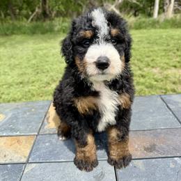 Tri Boy 5 - Tri-color male Bernedoodle puppy in Sioux Falls, South Dakota from WhiskeyCreek Doodles