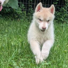 Dice - Red and white male Siberian Husky puppy in Amery, Wisconsin from Liberty Siberians