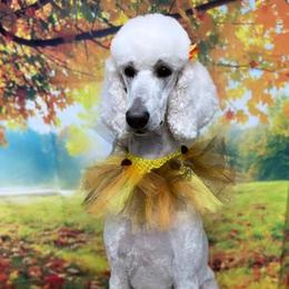 Hollywood - Poodle