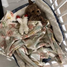 Cavapoo, Cockapoo, Goldendoodle, and Maltipoo Puppies from Perdue Puppies