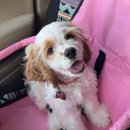 Cocker Spaniel Puppies from Gates Cocker Spaniels